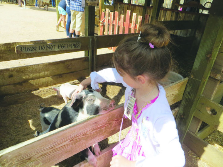Arizona Renaissance Festival petting zoo